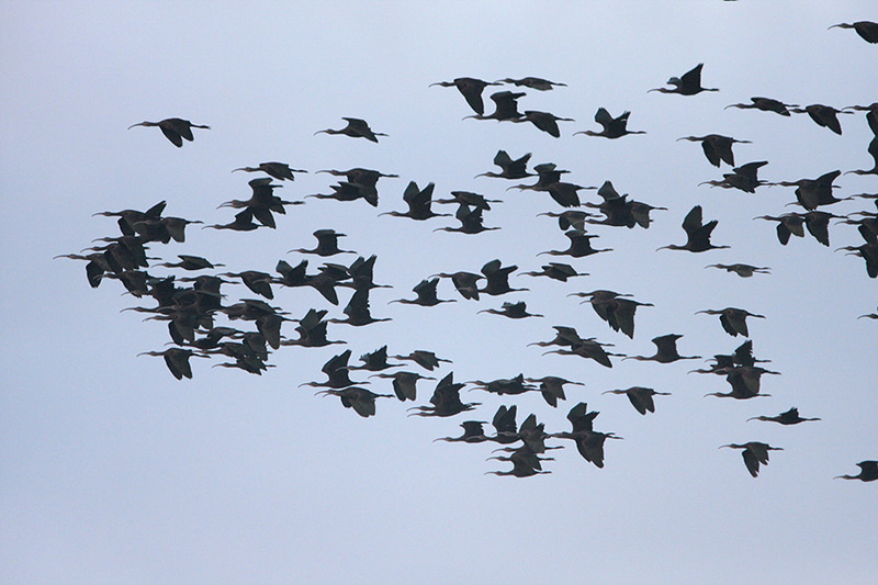 White-faced Ibis