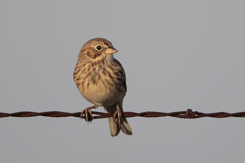 Vesper Sparrow
