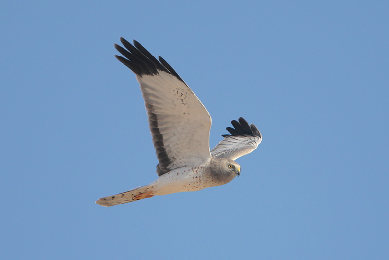 Northern Harrier