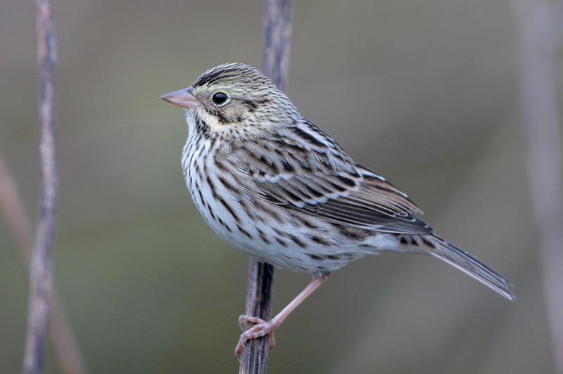 Savannah Sparrow