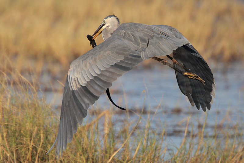Great Blue Heron w/Siren