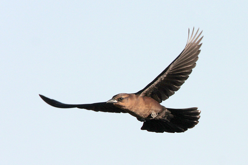 Boat-tailed Grackle