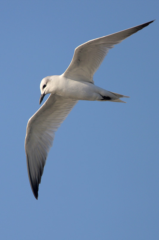 Gull-billed Tern