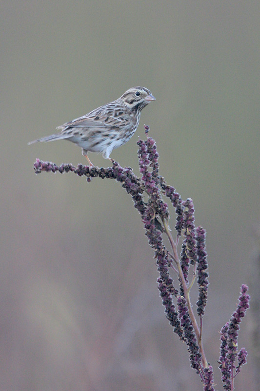 Savannah Sparrow