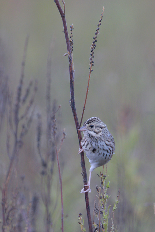 Savannah Sparrow