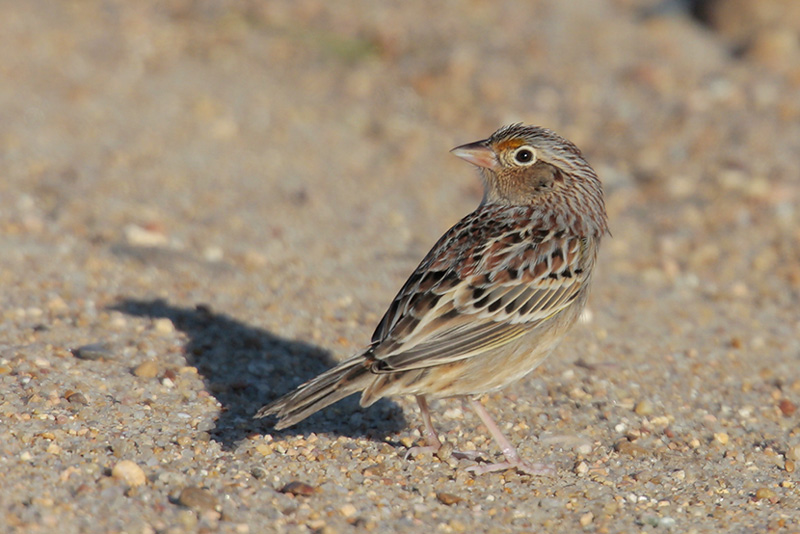 Grasshopper Sparrow