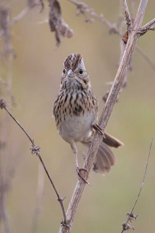 Lincolns Sparrow