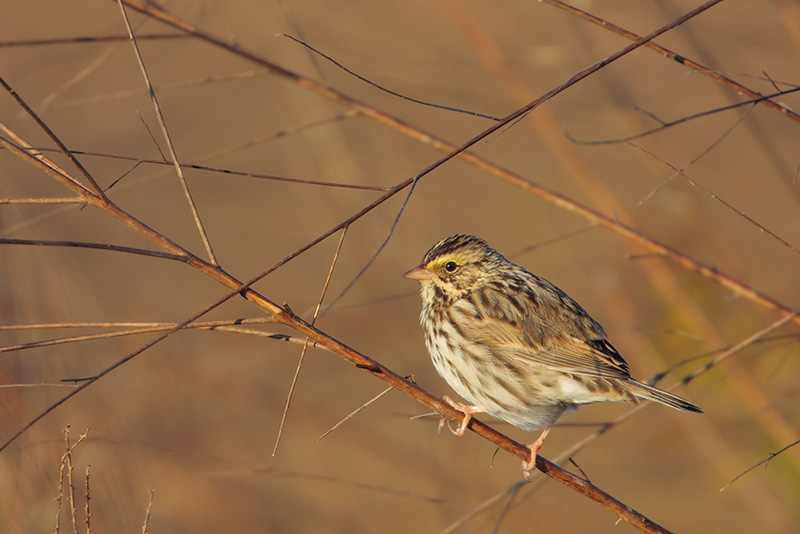 Savannah Sparrow