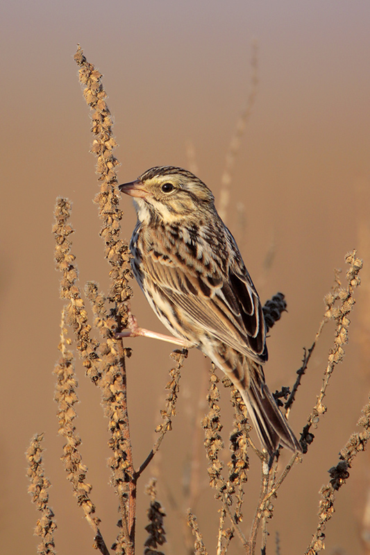 Savannah Sparrow