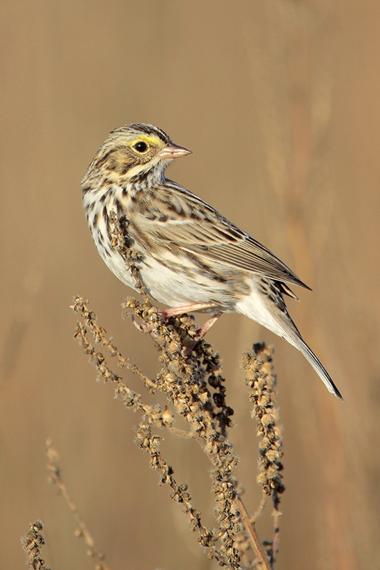 Savannah Sparrow