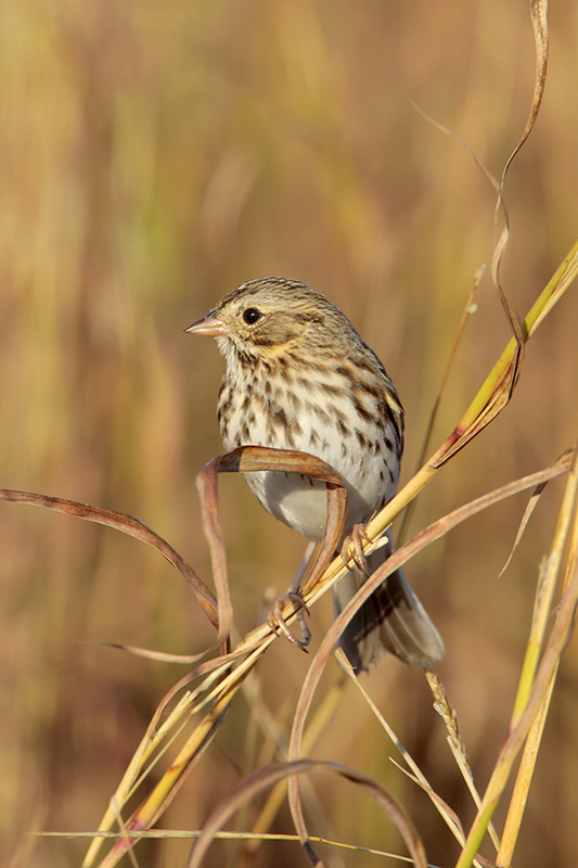 Savannah Sparrow