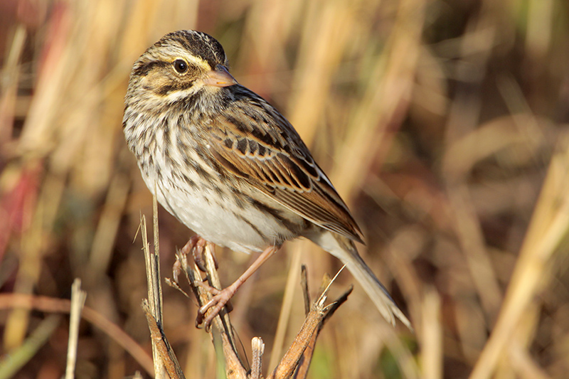 Savannah Sparrow