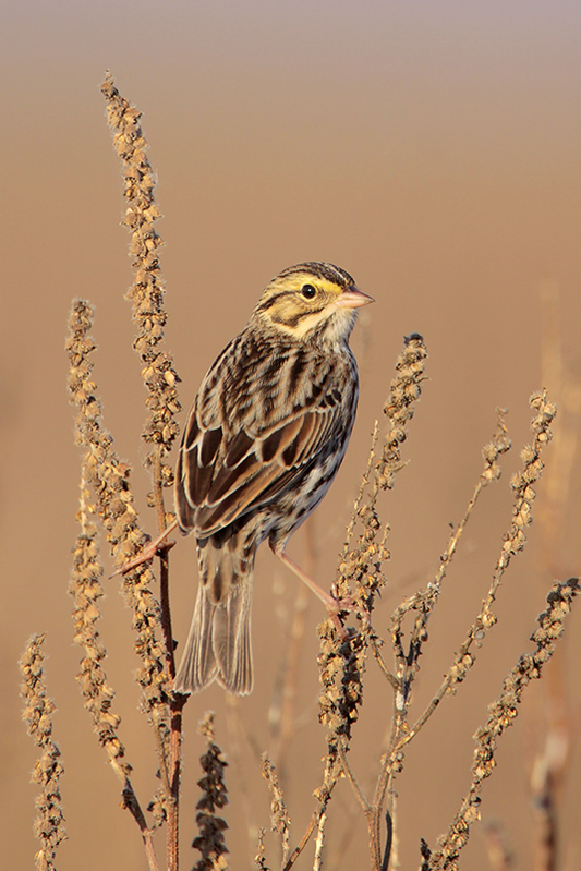 Savannah Sparrow
