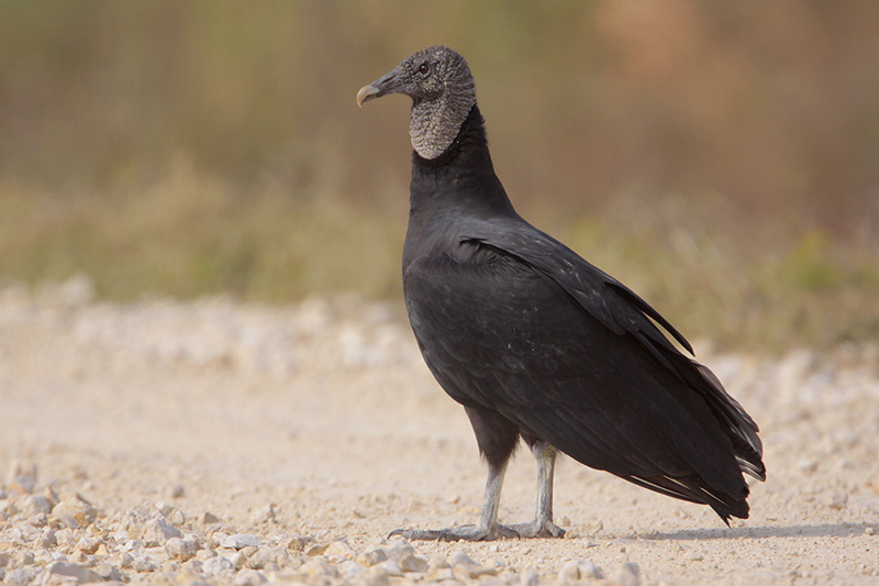 Black Vulture