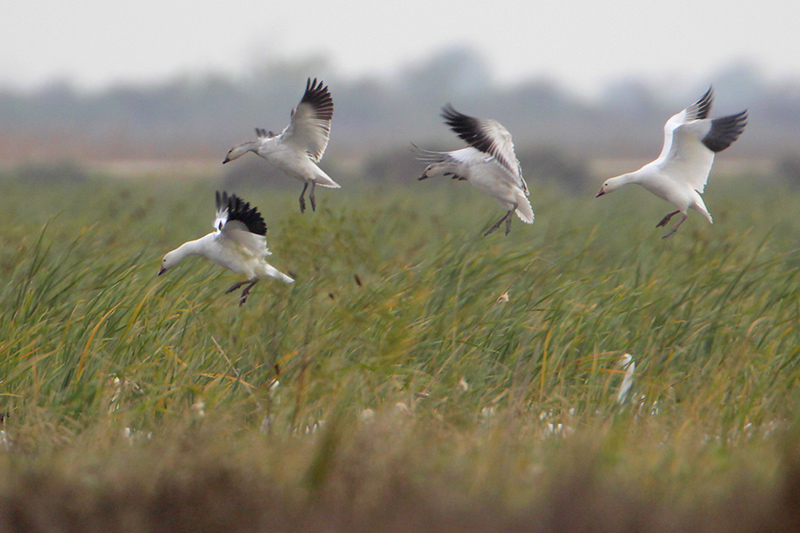 Snow Goose