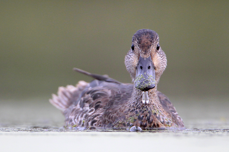 Blue-winged Teal