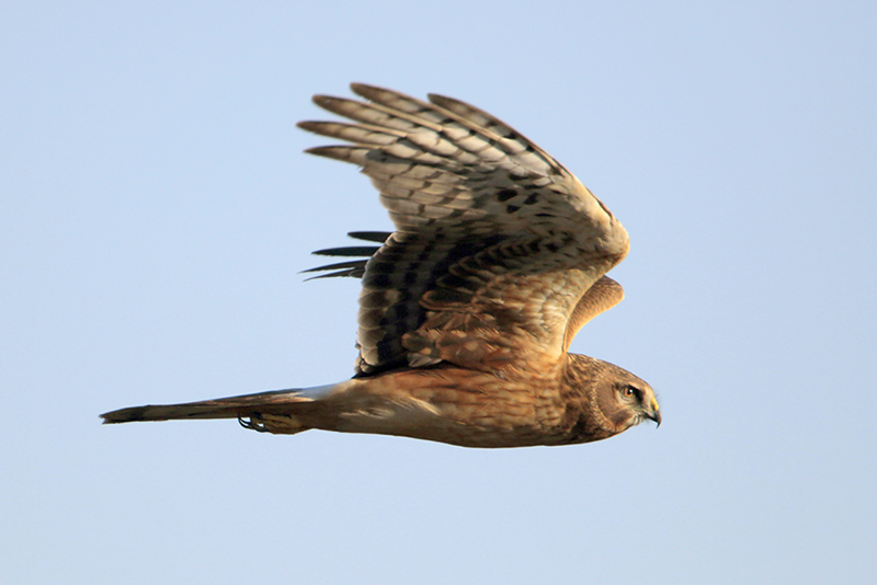 Northern Harrier