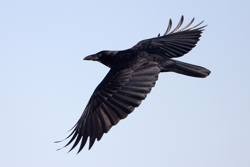American Crow