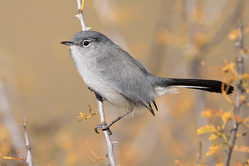 Black-tailed Gnatcatcher