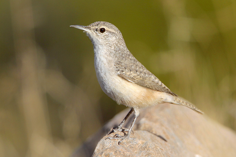 Rock Wren