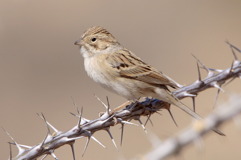 Brewers Sparrow