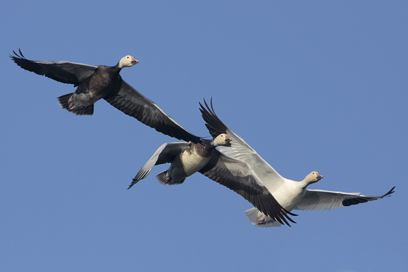 Snow Goose