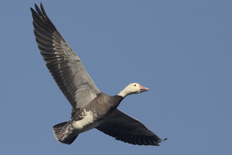 Snow Goose