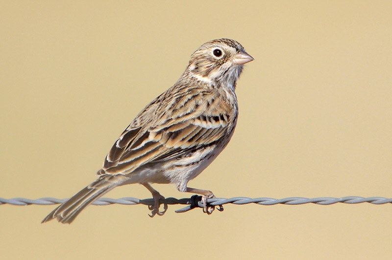 Vesper Sparrow