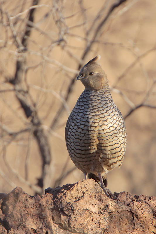 Scaled Quail