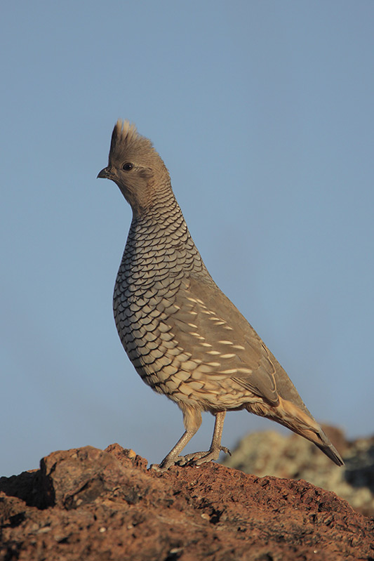 Scaled Quail