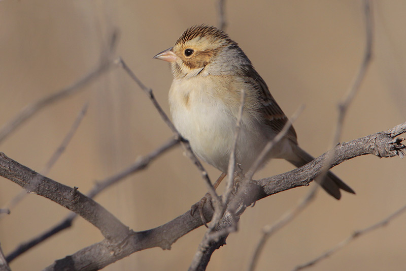 Clay-colored Sparrow
