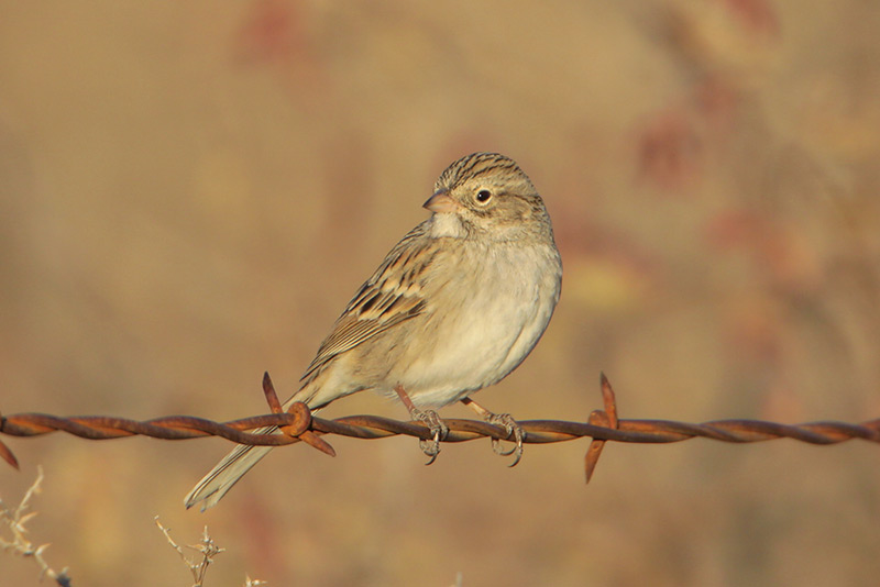 Brewers Sparrow