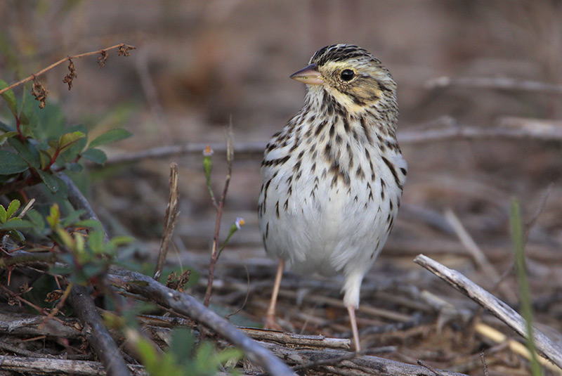 Savannah Sparrow