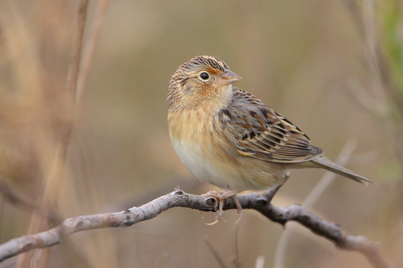 Grasshopper Sparrow