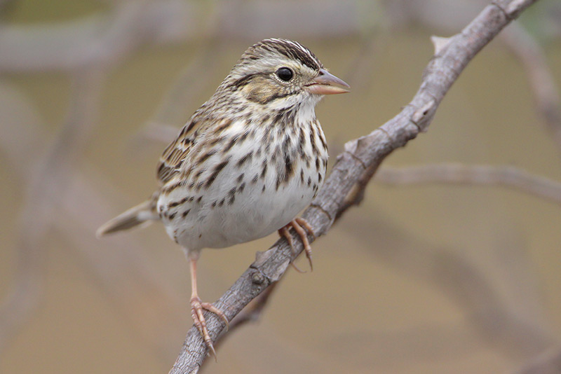 Savannah Sparrow