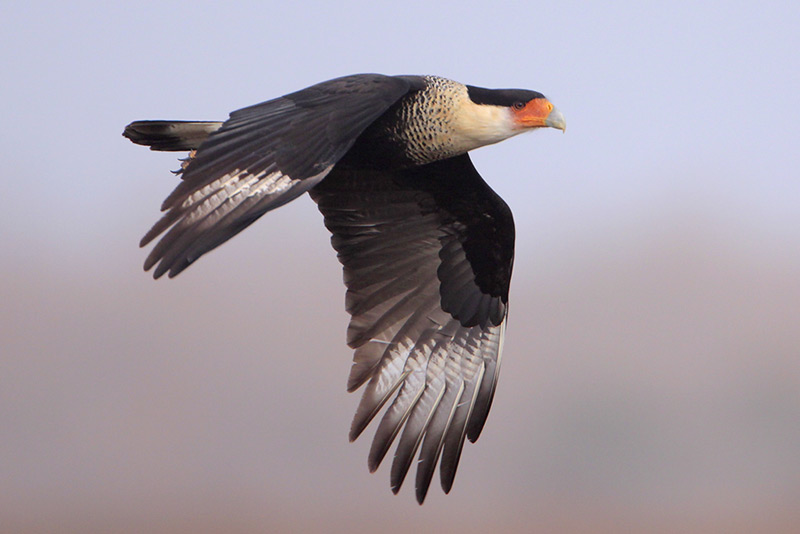 Crested Caracara
