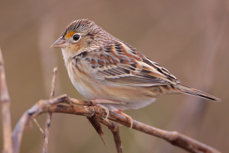 Grasshopper Sparrow