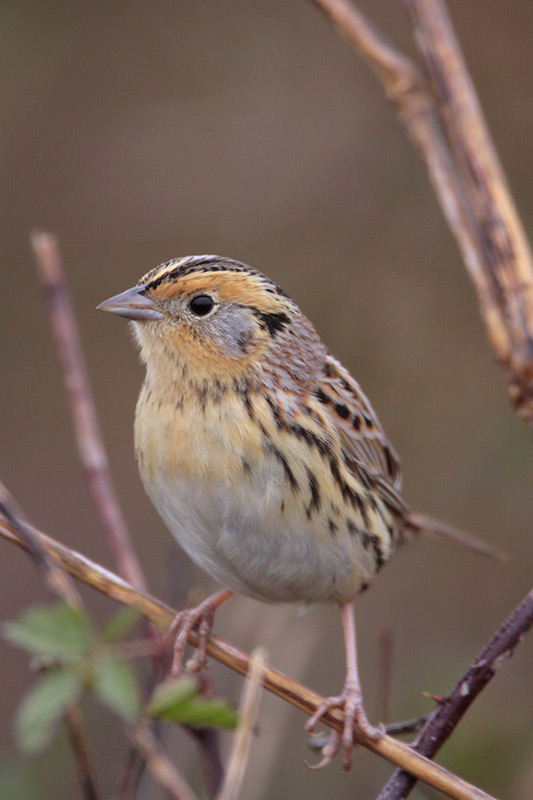 LeContes Sparrow
