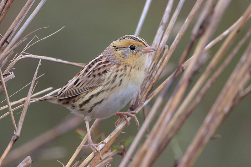 LeContes Sparrow