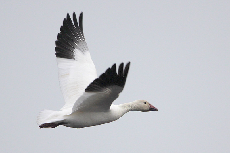 Snow Goose