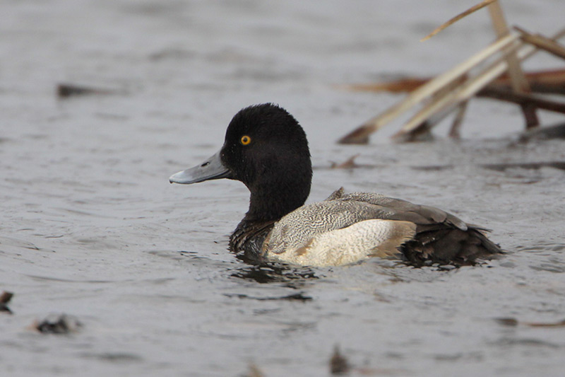 Lesser Scaup