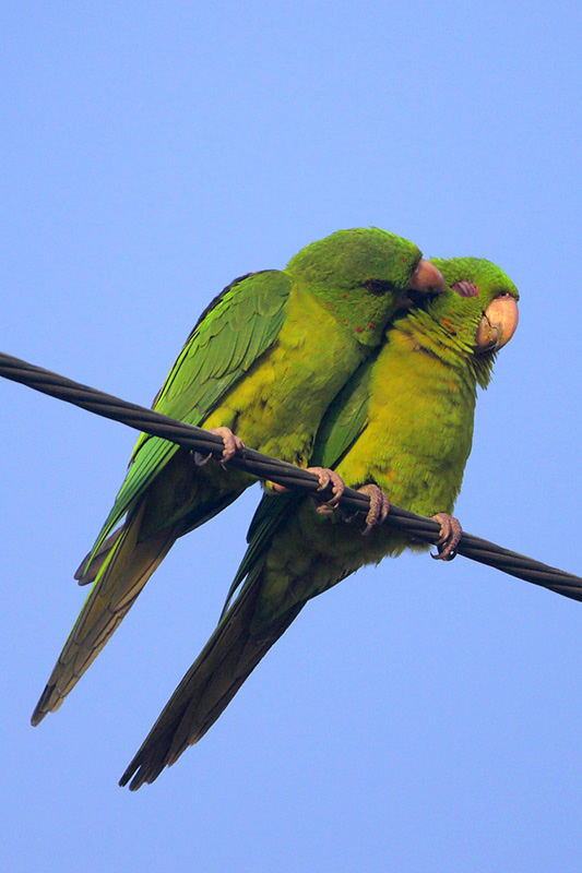 Green Parakeet