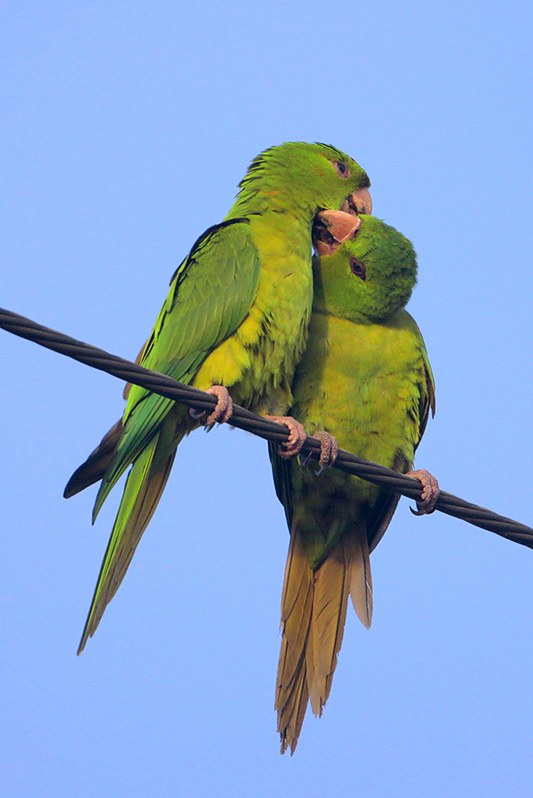 Green Parakeet