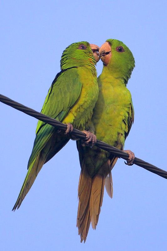 Green Parakeet