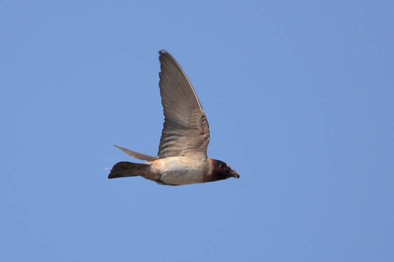 Cliff Swallow w/insect