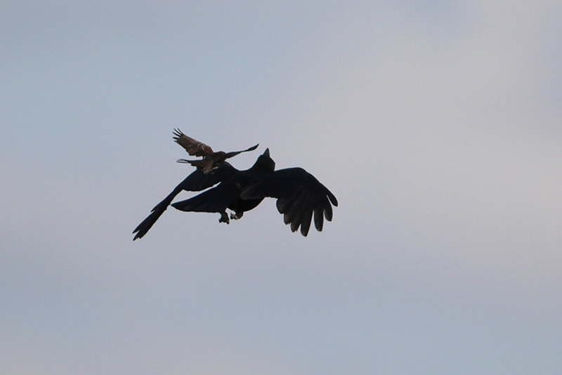 Red-winged Blackbird harassing American Crow