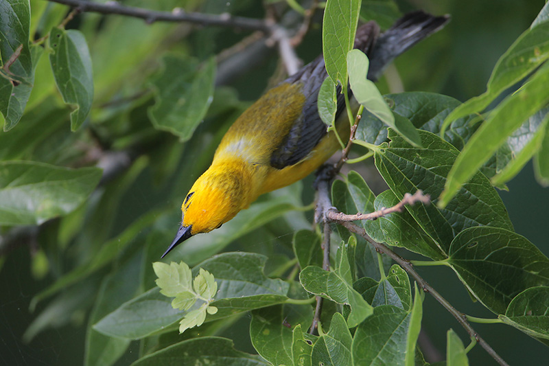 Prothonotary Warbler