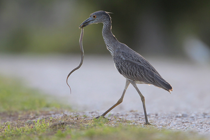 Yellow-crowned Night-Heron