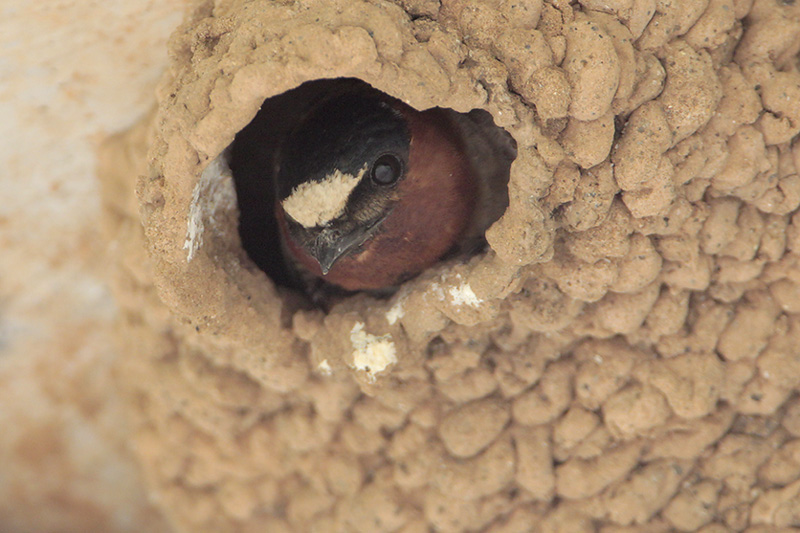 Cliff Swallow