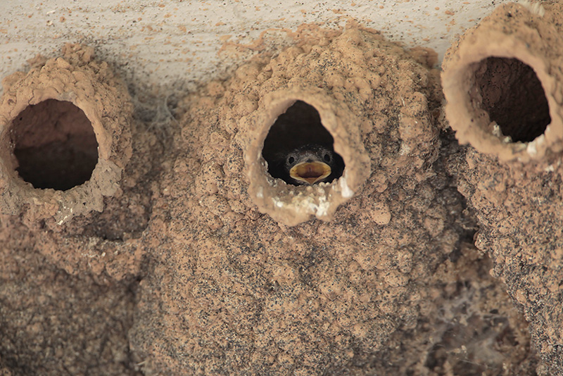Cliff Swallow